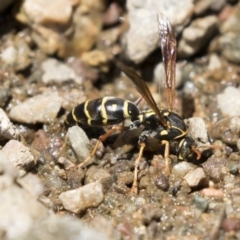 Polistes (Polistes) chinensis (Asian paper wasp) at Latham, ACT - 12 Feb 2018 by Alison Milton
