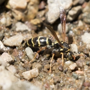 Polistes (Polistes) chinensis at Latham, ACT - 12 Feb 2018