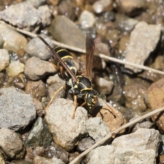 Polistes (Polistes) chinensis at Latham, ACT - 12 Feb 2018 12:26 PM