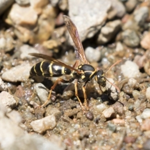 Polistes (Polistes) chinensis at Latham, ACT - 12 Feb 2018 12:26 PM