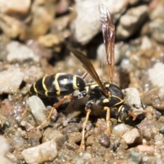 Polistes (Polistes) chinensis at Latham, ACT - 12 Feb 2018 12:26 PM