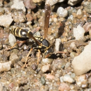 Polistes (Polistes) chinensis at Latham, ACT - 12 Feb 2018 12:26 PM