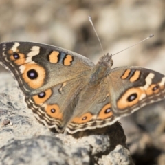 Junonia villida (Meadow Argus) at Latham, ACT - 12 Feb 2018 by AlisonMilton