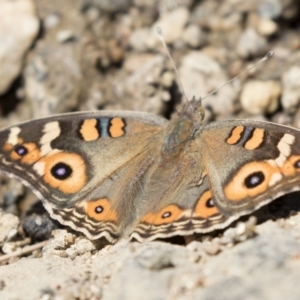 Junonia villida at Latham, ACT - 12 Feb 2018