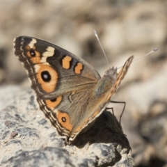 Junonia villida at Latham, ACT - 12 Feb 2018 12:57 PM