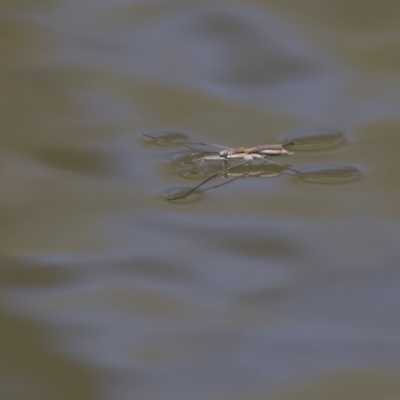 Aquarius antigone (Water strider, pond skater) at Latham, ACT - 12 Feb 2018 by AlisonMilton