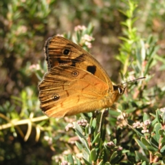 Heteronympha penelope (Shouldered Brown) at Cotter River, ACT - 11 Feb 2018 by MatthewFrawley