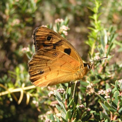 Heteronympha penelope (Shouldered Brown) at Cotter River, ACT - 12 Feb 2018 by MatthewFrawley
