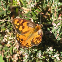 Heteronympha penelope at Cotter River, ACT - 12 Feb 2018 09:23 AM