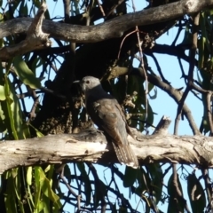 Cacomantis variolosus (Brush Cuckoo) at Majura, ACT - 11 Feb 2018 by WalterEgo