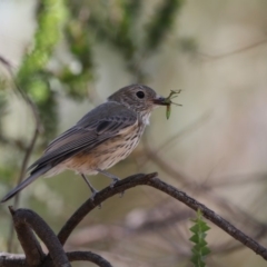 Pachycephala rufiventris (Rufous Whistler) at Umbagong District Park - 12 Feb 2018 by Alison Milton