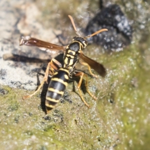 Polistes (Polistes) chinensis at Latham, ACT - 12 Feb 2018 03:14 PM