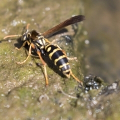 Polistes (Polistes) chinensis at Latham, ACT - 12 Feb 2018 03:14 PM