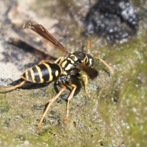 Polistes (Polistes) chinensis at Latham, ACT - 12 Feb 2018 03:14 PM