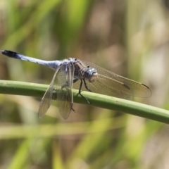 Orthetrum caledonicum (Blue Skimmer) at Umbagong District Park - 12 Feb 2018 by Alison Milton