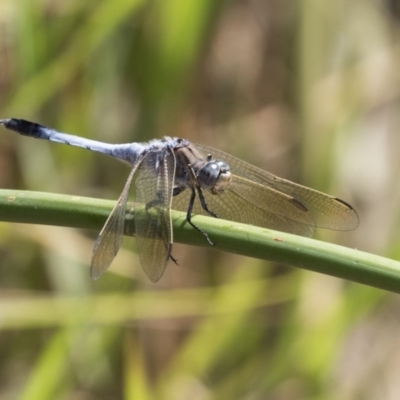 Orthetrum caledonicum (Blue Skimmer) at Umbagong District Park - 12 Feb 2018 by Alison Milton