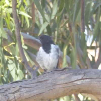 Melanodryas cucullata cucullata (Hooded Robin) at Booth, ACT - 8 Feb 2018 by Christine