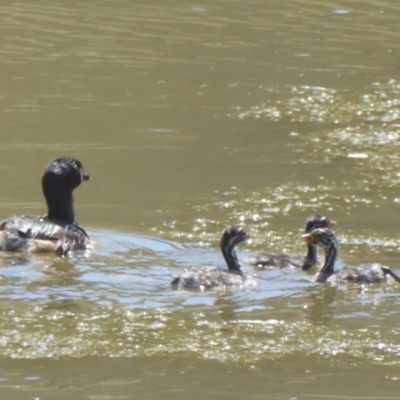 Tachybaptus novaehollandiae (Australasian Grebe) at Namadgi National Park - 9 Feb 2018 by Christine