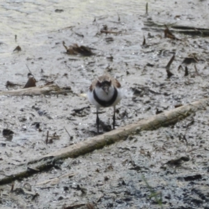 Charadrius melanops at Fyshwick, ACT - 9 Feb 2018