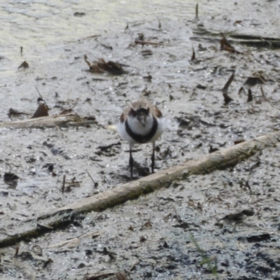 Charadrius melanops (Black-fronted Dotterel) at Jerrabomberra Wetlands - 9 Feb 2018 by Christine