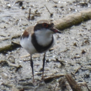 Charadrius melanops at Fyshwick, ACT - 9 Feb 2018