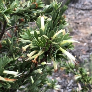 Styphelia triflora at Watson, ACT - 13 Feb 2018