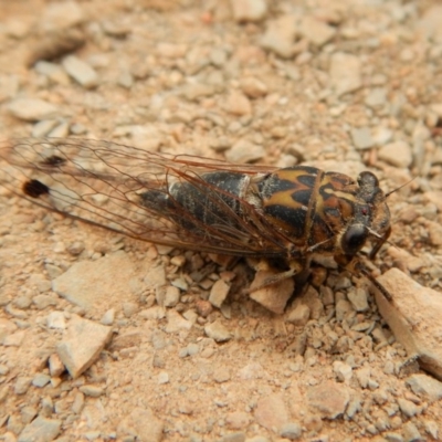 Galanga labeculata (Double-spotted cicada) at Belconnen, ACT - 13 Feb 2018 by CathB