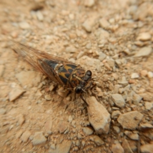 Galanga labeculata at Belconnen, ACT - 13 Feb 2018 09:06 AM