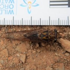 Galanga labeculata at Belconnen, ACT - 13 Feb 2018 09:06 AM