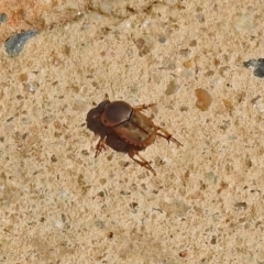 Euoniticellus fulvus (Fulvus dung beetle) at National Zoo and Aquarium - 12 Feb 2018 by RodDeb