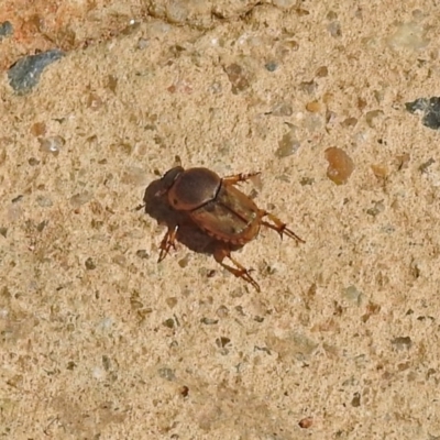 Euoniticellus fulvus (Fulvus dung beetle) at National Zoo and Aquarium - 11 Feb 2018 by RodDeb