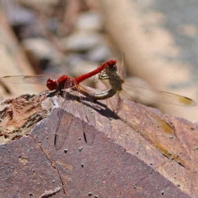 Diplacodes haematodes (Scarlet Percher) at National Zoo and Aquarium - 11 Feb 2018 by RodDeb