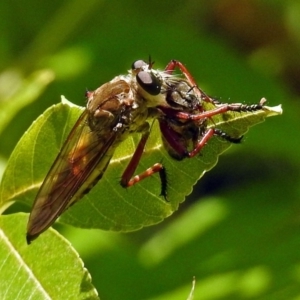 Colepia ingloria at Molonglo Valley, ACT - 12 Feb 2018