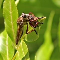 Colepia ingloria at Molonglo Valley, ACT - 12 Feb 2018