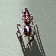 Sandalodes bipenicillatus (Double-brush jumper) at Molonglo Valley, ACT - 12 Feb 2018 by RodDeb