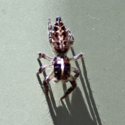 Sandalodes bipenicillatus (Double-brush jumper) at Molonglo Valley, ACT - 11 Feb 2018 by RodDeb