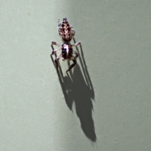 Sandalodes bipenicillatus at Molonglo Valley, ACT - 12 Feb 2018