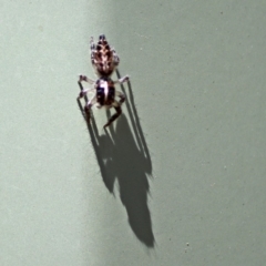 Sandalodes bipenicillatus at Molonglo Valley, ACT - 12 Feb 2018