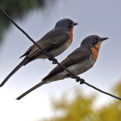 Myiagra cyanoleuca (Satin Flycatcher) at Macarthur, ACT - 13 Feb 2018 by RodDeb