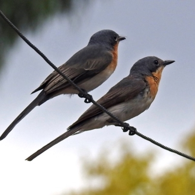 Myiagra cyanoleuca (Satin Flycatcher) at Macarthur, ACT - 12 Feb 2018 by RodDeb