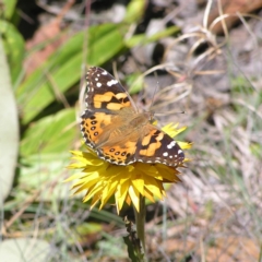 Vanessa kershawi (Australian Painted Lady) at Cotter River, ACT - 12 Feb 2018 by MatthewFrawley