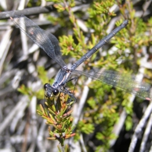 Austroargiolestes calcaris at Cotter River, ACT - 12 Feb 2018