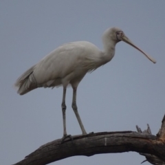 Platalea flavipes (Yellow-billed Spoonbill) at Jerrabomberra Wetlands - 13 Feb 2018 by roymcd