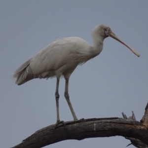 Platalea flavipes at Fyshwick, ACT - 13 Feb 2018 07:25 AM