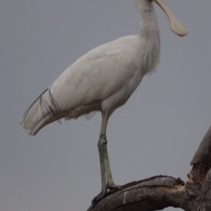 Platalea flavipes at Fyshwick, ACT - 13 Feb 2018 07:25 AM