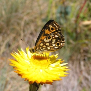 Oreixenica orichora at Cotter River, ACT - 12 Feb 2018