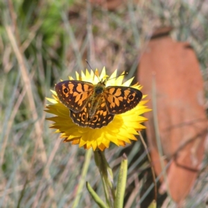 Oreixenica orichora at Cotter River, ACT - 12 Feb 2018