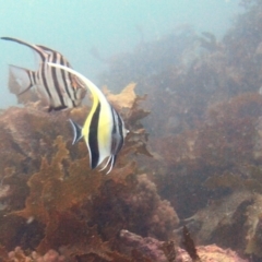 Zanclus cornutus (Moorish Idol) at Merimbula, NSW - 24 Feb 2017 by rickcarey