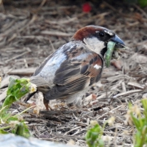 Passer domesticus at Macarthur, ACT - 13 Feb 2018 05:22 PM