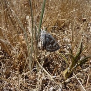 Synemon plana at Parkes, ACT - 16 Nov 2009